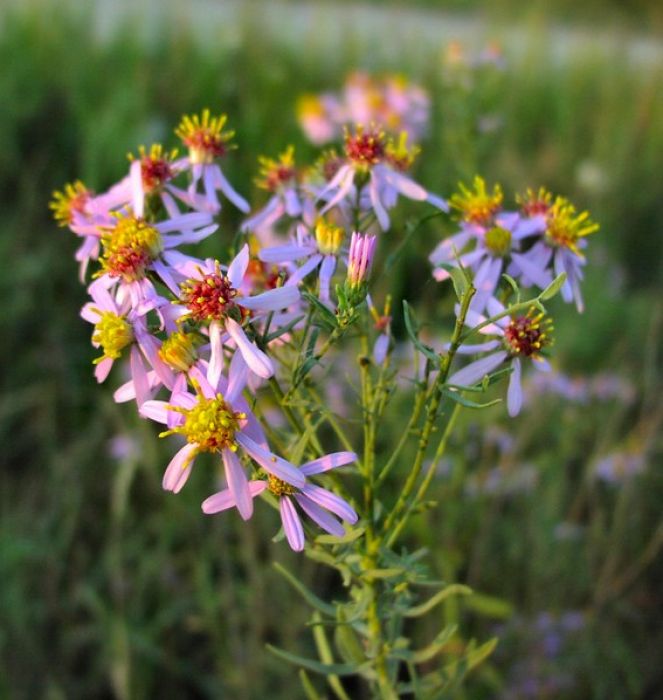 Margit kút életvilága