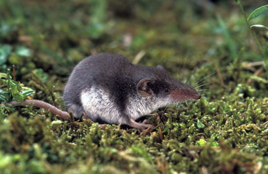 Margit kút életvilága