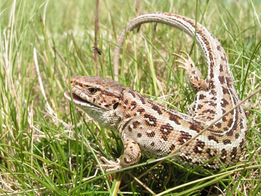 Margit kút életvilága