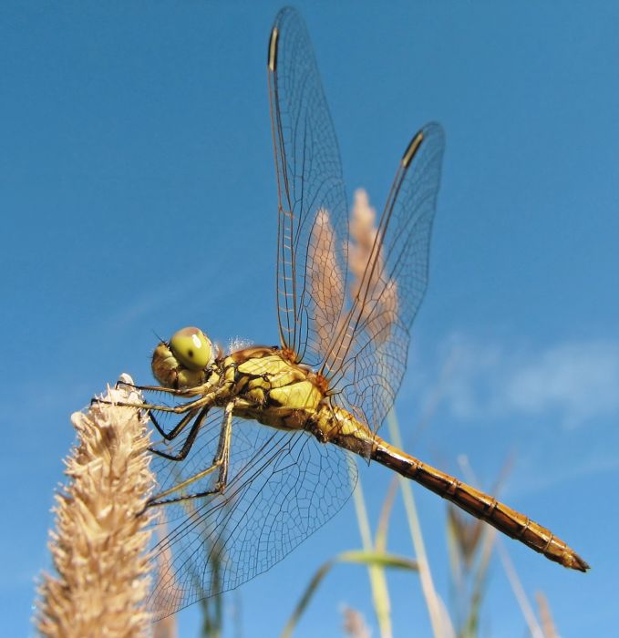 Margit kút életvilága