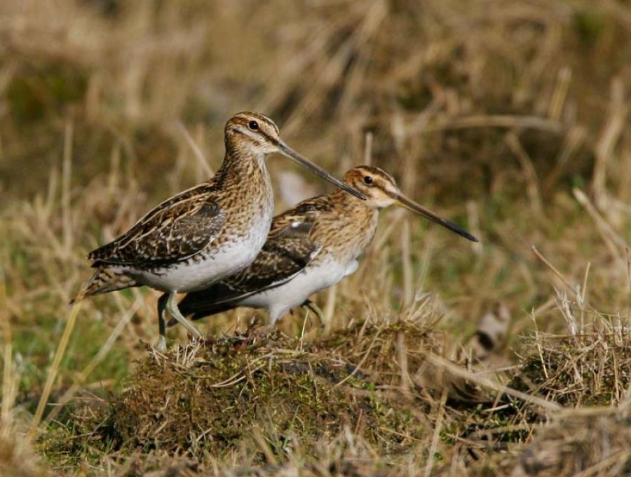 Margit kút életvilága